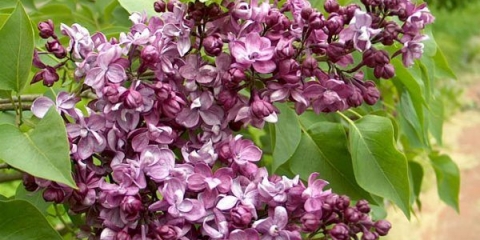 Jutro lila u rusiji: sadnja i njega